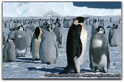 British Antartic Survey penguin photo