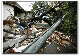 fallen tree lightpost