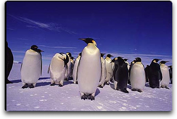Penguins
