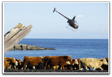 Sky Trac + Bering Pacific Ranches photo
