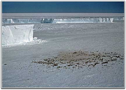 Emperor penguin colony