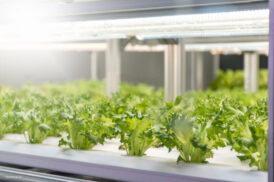 Take Root Bio and Heriot-Watt University Spin Space Recycled-Life Systems into Terrestrial Biofuel Production